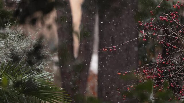 fiocchi di neve in primo piano che cadono e si depositano sulle piante, durante un'intensa nevicata in inverno, in un ambiente urbano, alberi su sfondo sfuocato