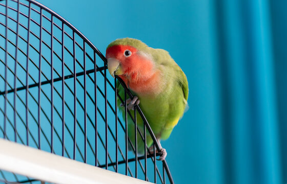 Rosy faced lovebird parrot on top of a birdcage. Cute domestic parakeet grooming after bath, blue background with copy space