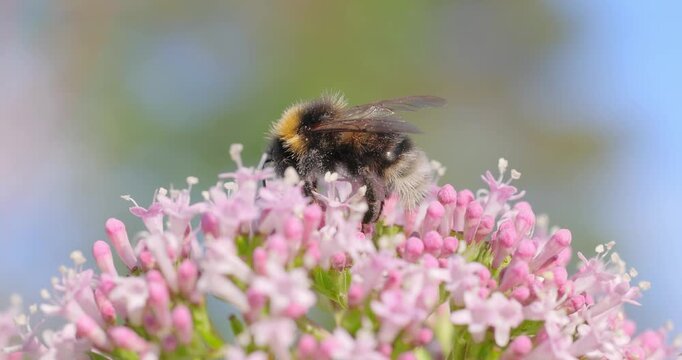 Bumblebee collects flower nectar at sunny day. Bumble bee in macro shot in slow motion.