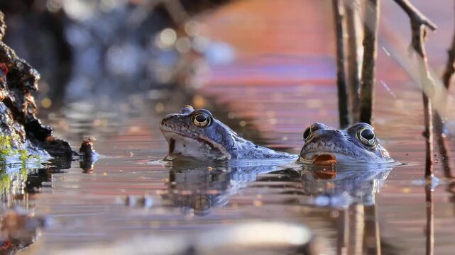 Brown frog (Rana temporaria) close-up in a pond.