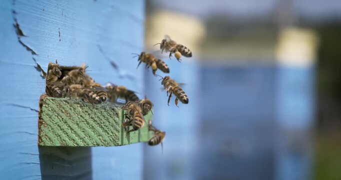 Honey bees flying at blue wooden beehive entrance.