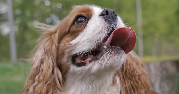 Cavalier King Charles Spaniel. Shot on super slow motion camera 1000 fps.