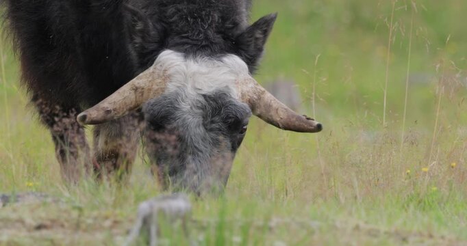 Muskox (Ovibos moschatus, in Latin musky sheep-ox), also spelled musk ox and musk-ox, plural muskoxen or musk oxen is a hoofed mammal of the family Bovidae.