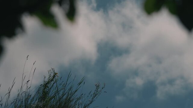 Looking up at grass swaying in the wind from beneath the shade of trees, with a blue sky and fast-moving clouds in the background.
