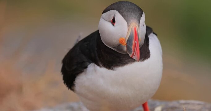 Atlantic puffin (Fratercula arctica), on the rock on the island of Runde (Norway).