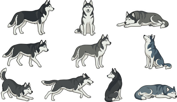 Siberian Husky Dog Vector Set with Cartoon Malamute Poses Collection IconsSiberian Husky Dog Vector Set with Cartoon Malamute Poses Collection Icons