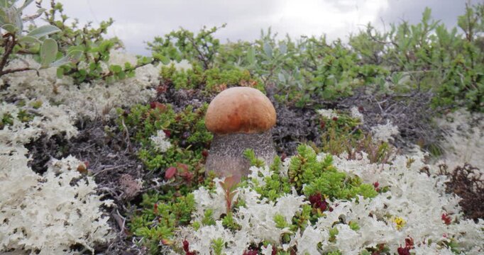 Beautiful boletus edulis mushroom in arctic tundra moss. White mushroom in Beautiful Nature Norway natural landscape. Mushrooms season.