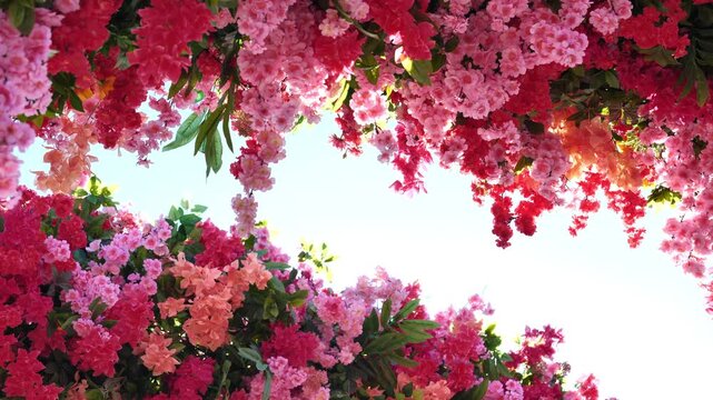 Lush pink cherry blossoms framing a bright blue spring sky from below
