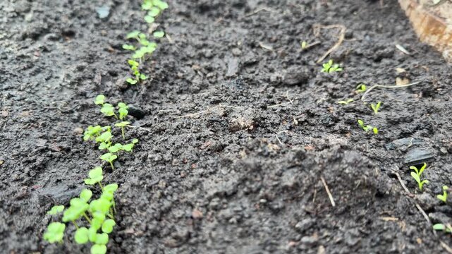 Small green sprouts growing in neat rows from wet black soil inside a greenhouse home garden during an organic farming spring routine footage template