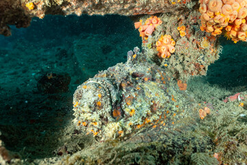Madagascar, Nosy Be, Stonefish (Synanceia verrucosa) © Luigi