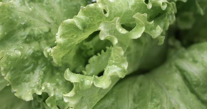 Fresh lettuce in drops of water. Shot on super slow motion camera 1000 fps.