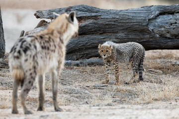 Spotted hyena and Cheetah family interaction © Jurgens