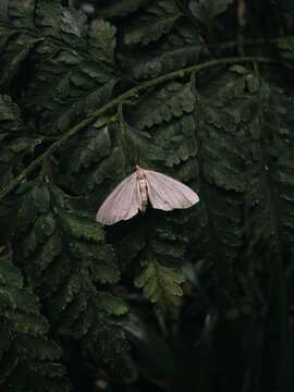 MARIPOSA