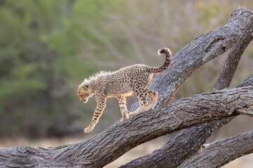 a young cheetah cub on a big fallen dead tree © Jurgens