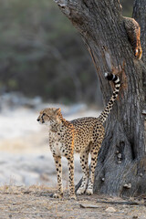 A cheetah scent-marking a tree © Jurgens