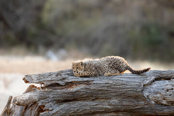 a young cheetah cub on a big fallen dead tree © Jurgens