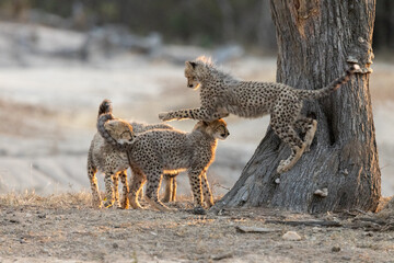 the young cheetah cubs playing with each other © Jurgens
