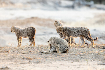the young cheetah cubs playing with each other © Jurgens
