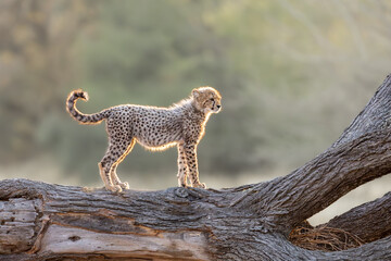 a young cheetah cub on a big fallen dead tree © Jurgens