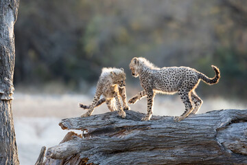 Two cheetah cubs playing on a fallen tree © Jurgens