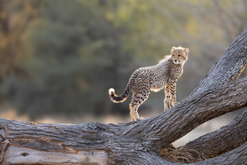 a young cheetah cub on a big fallen dead tree © Jurgens
