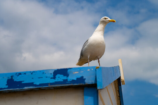herring gull (Larus argentatus) perches on the weathered blue roof of a beach hut in Southwold, Suffolk, its yellow beak and grey-and-white plumage set against a cloudy sky.