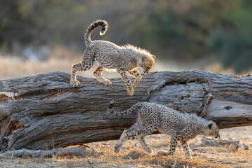 Two cheetah cubs playing on a fallen tree © Jurgens
