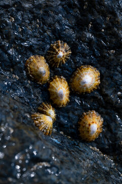 Common limpets (Patella vulgata) cling to a wet, dark rock along the British coast, their patterned shells glistening at low tide amid scattered barnacles.