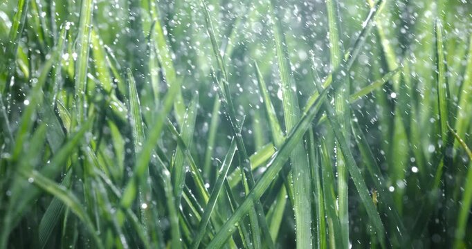 Green grass close-up raindrops slowly falling on the grass. Shot on super slow motion camera