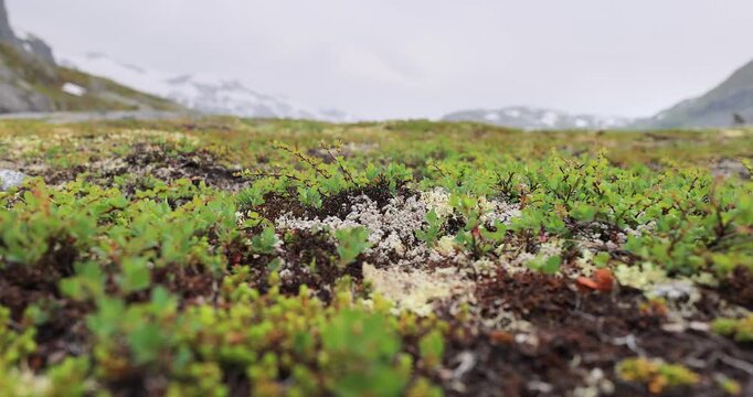 Arctic Tundra. Beautiful Nature Norway natural landscape. Tundra vegetation is composed of dwarf shrubs, sedges, grasses, mosses, and lichens.