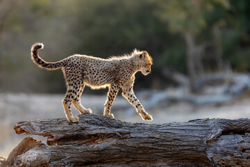 a young cheetah cub on a big fallen dead tree © Jurgens