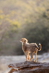 a young cheetah cub on a big fallen dead tree © Jurgens