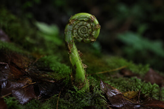 Involute fern fiddlehead in forest moss, growth and nature renewal concept