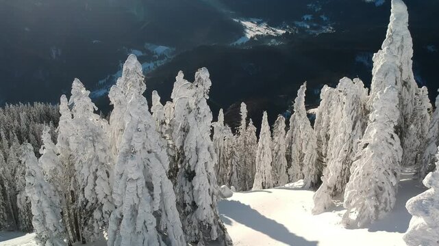 Beautiful forest with trees full of snow in winter time. Carphatian Mountains Romania