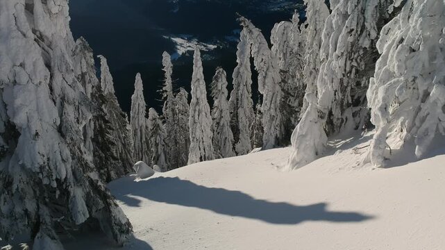 Beautiful forest with trees full of snow in winter time. Carphatian Mountains Romania