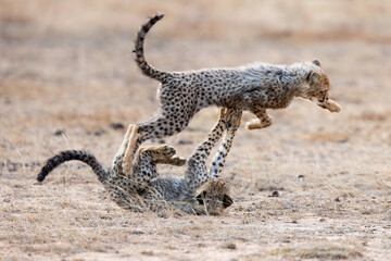 cheetah cubs chasing each other © Jurgens
