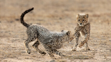 cheetah cubs chasing each other © Jurgens