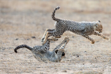 cheetah cubs chasing each other © Jurgens
