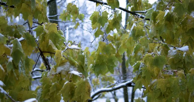 Close-up of bare tree branches with lingering yellow autumn leaves, covered in fresh snow during snowfall, set against blurred green forest background. Shot on super slow motion camera 1000 fps.