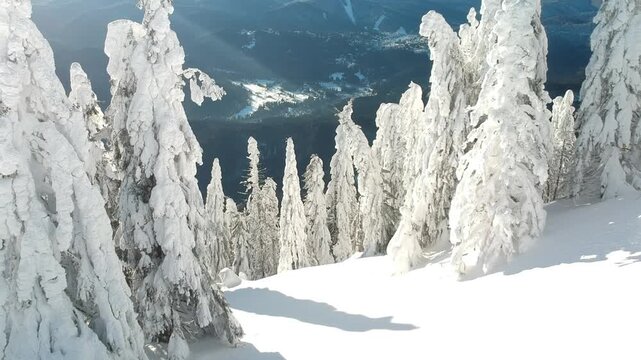 Beautiful forest with trees full of snow in winter time. Carphatian Mountains Romania