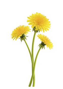 Dandelion flower on transparent background. Beautiful wild flowers dandelions with green leaf png. Collection set yellow dandelions. Summer spring flowers. dandelion cut out cutout clip art	