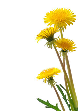 Dandelion flower on transparent background. Beautiful wild flowers dandelions with green leaf png. Collection set yellow dandelions. Summer spring flowers. dandelion cut out cutout clip art	