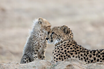 cheetah mother and cub grooming © Jurgens