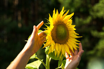 Fototapeta premium A woman's hands gently embrace a large blooming sunflower in a sunny garden.