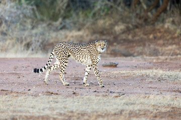a female cheetah with a tracking collar © Jurgens