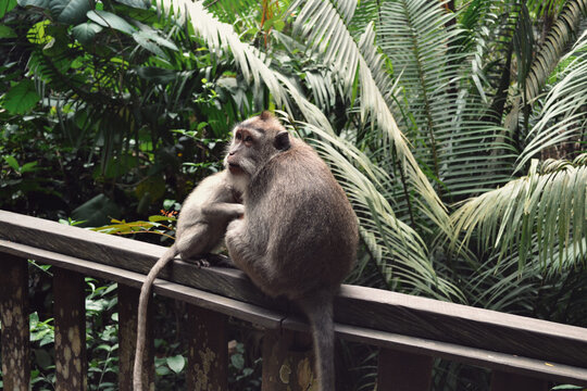 Mother and baby monkeys