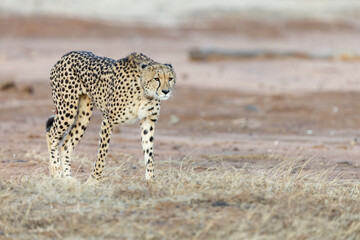 a female cheetah with a tracking collar © Jurgens