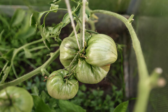 A large bunch of unripe green tomatoes on a staking in a greenhouse.