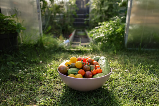 A bowl of freshly picked cherry tomatoes and cucumbers on the green grass in front of a greenhouse.