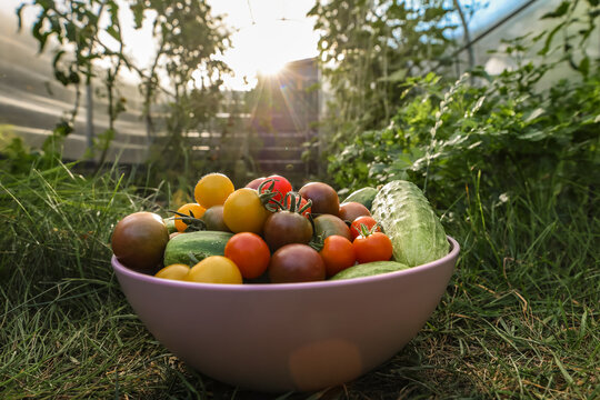A bowl of freshly picked cherry tomatoes and cucumbers on the green grass in front of a greenhouse.